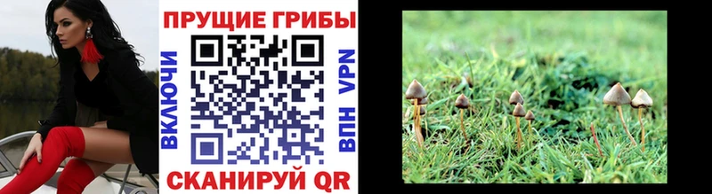где найти Руза Галлюциногенные грибы Magic Shrooms